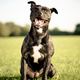 Image for article titled Everyone's a Critic: Dogs Finally Get Their Own Version of Yelp